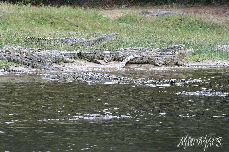 Mud Maps Africa Murchison Falls NP 2729
